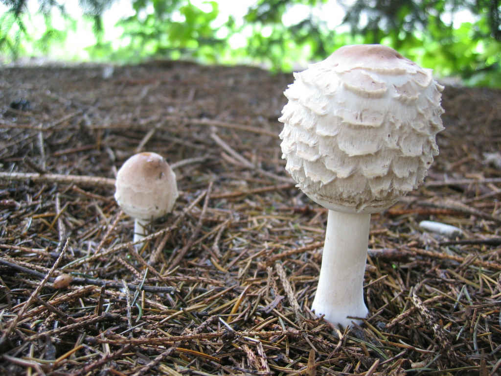 2005 :  Un anno di funghi